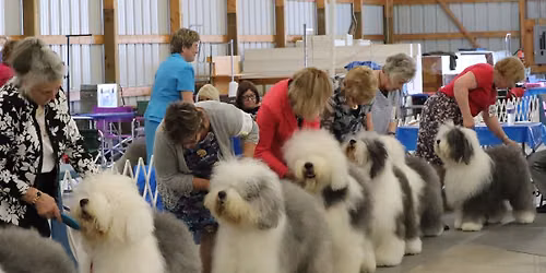 48th Annual Twin Cities Old English Sheepdog Specialty
