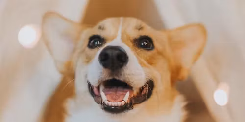 Corgi Meet Up