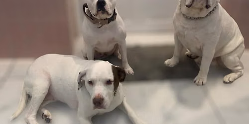 Raise money for a local shelter \ud83d\udc3e 