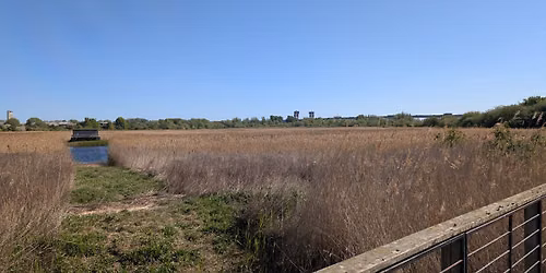 Urban nature at Portrack Marsh Nature Reserve and Maze Park: guided natural history walk