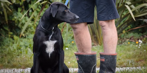 Kiwi Aversion Training for Dogs
