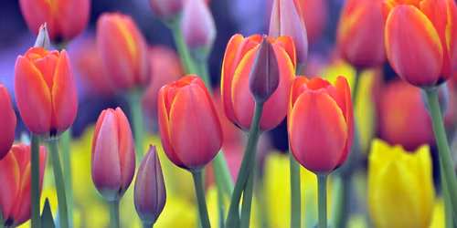 Brookville Spring Market