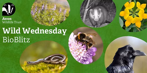 Youth Event: Wild Wednesdays - BioBlitz