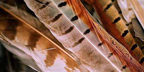 Peepers program: Feather Frenzy