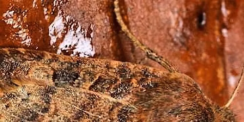 Moths at Wytham Woods