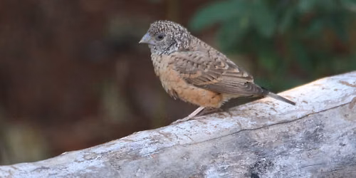 Birding\/Vo\u0115lkyk