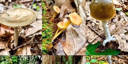 Mushroom Identification Walk