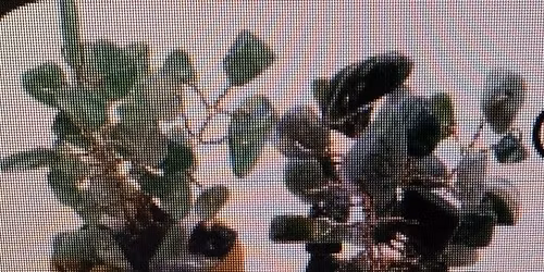 Crystal Plant Workshop
