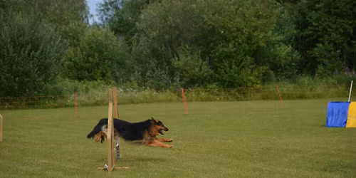 Intro \/nybegynner kurs i Agility