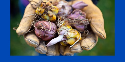 Bulbs as Companion Plants