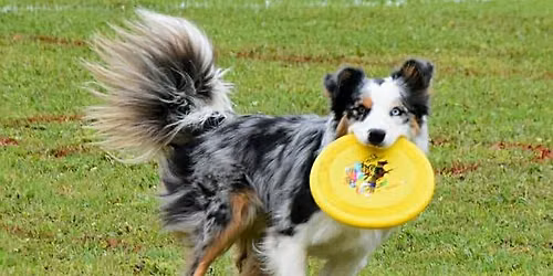 2026 June 20 & 21 Summer UpDog