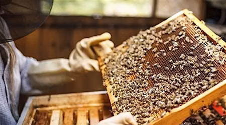 Gulf Coast Beekeepers of Florida - Monthly Meeting - Charlotte county
