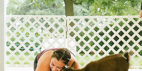 Goat Yoga