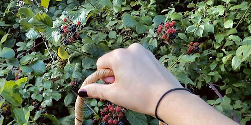 Berry Basketry workshop - July 11th 2026