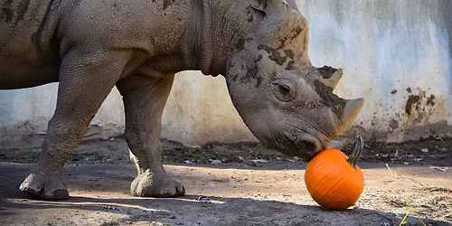 FALCONERS Sensory Friendly Boo at the Zoo - Potter Park Zoo