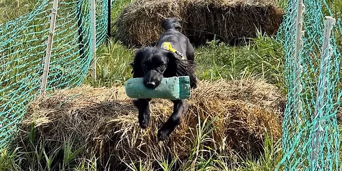 Next Steps Gundog Session