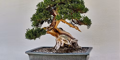 Bonsai Club