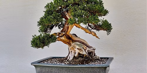 Bonsai Club