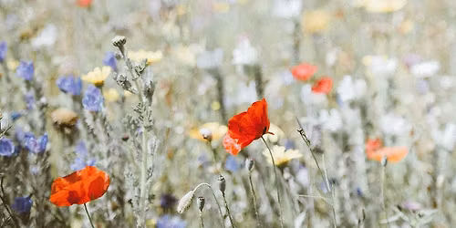 Native Plants & Pollinator Gardens