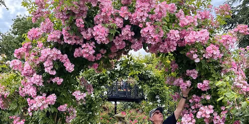 Maintaining Climbing & Rambling Roses