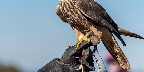 Raptor Fest at Rancho San Vicente Calero County Park San Jose