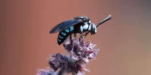 Secret lives of Wollongong\u2019s native bees at Wollongong Library