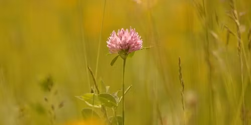 Balade naturaliste : Les plantes dans tous les sens