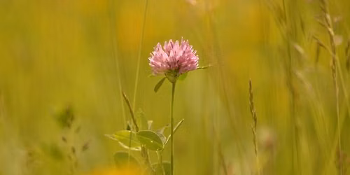 Balade naturaliste : Les plantes dans tous les sens