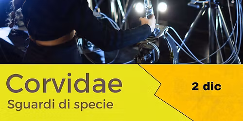 Corvidae - Sguardi di specie