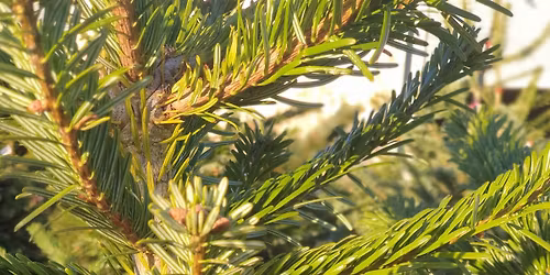 CUT Christmas Tree Sales START 