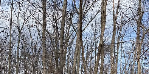 Wolfpack Family Nature Connection & Wilderness Skills: Emergency Shelter Building