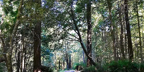 North Ridge Trail Hike at Purisima Creek Redwoods