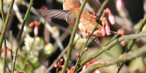Welcoming Winter Hummingbirds