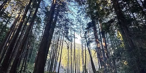 Baden Powell Moss Dripping Forest