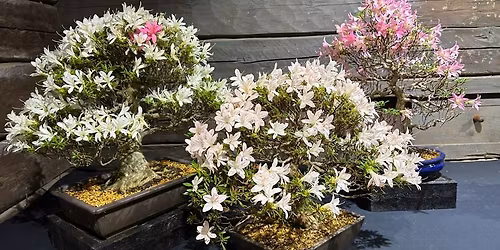 Blommande bonsai