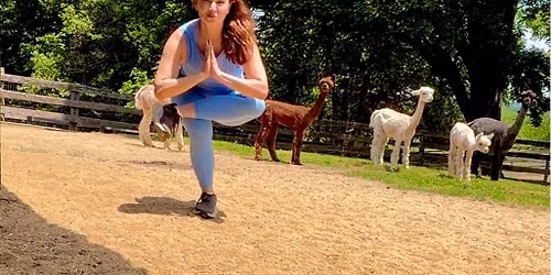 Yoga with Alpacas