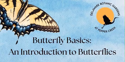 Butterfly Basics: An Introduction to Butterflies