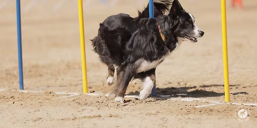 Cardunal Agility Run Thru