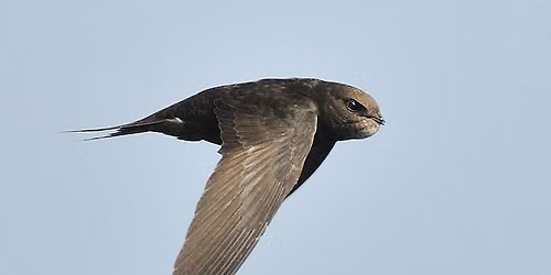 Swifts in our Recording Area