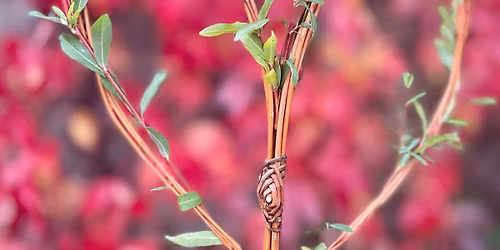 Living Willow Heart and Harlequin Tree