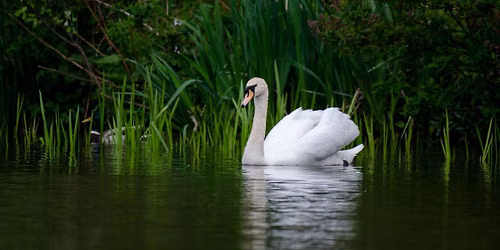 Caring for Our Canals