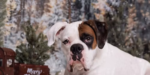 Christmas Mini Sessions 