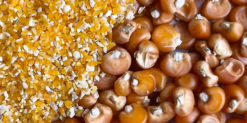 From Seed to Masa: Corn, Culture, and the Future of Organic Grain