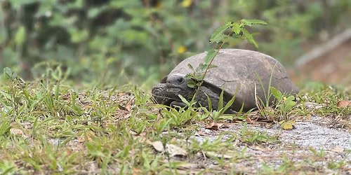 The Secret Life of Gopher Tortoises Nature Walk