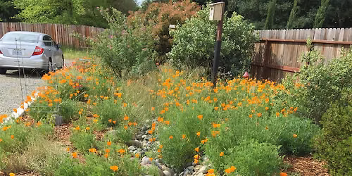 Help Design Rosemead's Rain Garden: 30% Design Workshop (In Person)