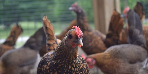 Barnyard Buddies: Chickens!