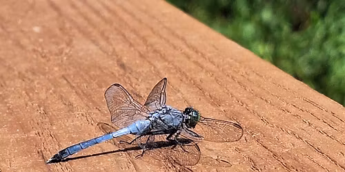 Delving into Dragonflies and Damselflies