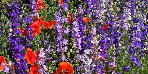 Annual Extension Master Gardener Garden Show