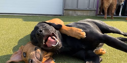 Puppy Mingle (FREE!)