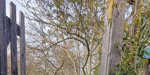 Garden-Anniversaire-Party